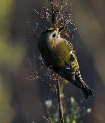Roitelet huppé Regulus regulus (Linnaeus, 1758)