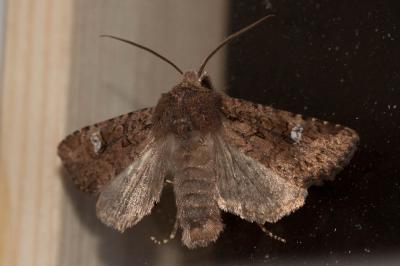 Ecu blanc (L') Dryobota labecula (Esper, 1788)