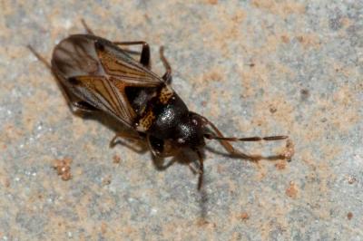  Ischnocoris angustulus (Boheman, 1852)
