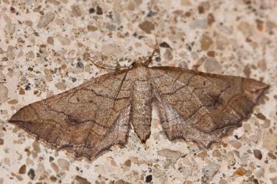 Larentie cabossée (La) Coenocalpe millierata (Staudinger, 1901)