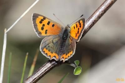 Cuivré commun (Le), Argus bronzé (L'), Bronzé (Le) Lycaena phlaeas (Linnaeus, 1760)