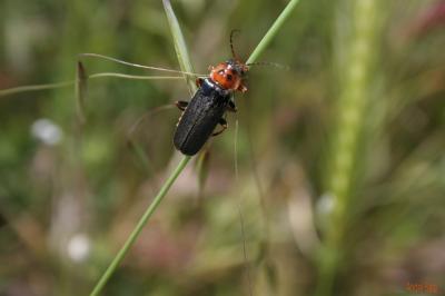  Cantharis annularis Ménétriés, 1836