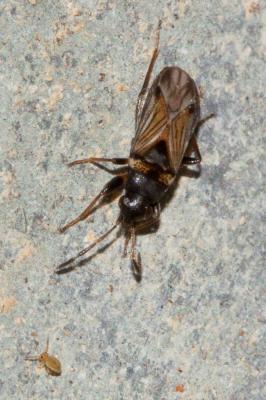  Ischnocoris angustulus (Boheman, 1852)