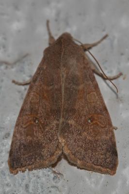 Xanthie paillée (La) Xanthia ocellaris (Borkhausen, 1792)