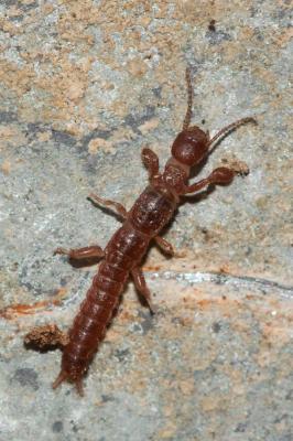  Haploembia solieri (Rambur, 1842)