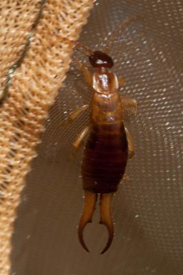  Guanchia pubescens (Géné, 1837)