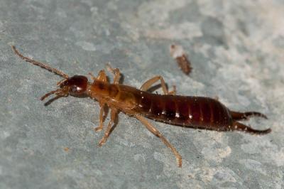  Guanchia pubescens (Géné, 1837)
