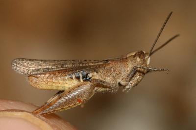 Criquet des Pins Chorthippus vagans (Eversmann, 1848)