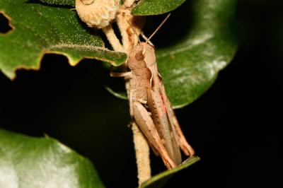 Criquet des Pins Chorthippus vagans (Eversmann, 1848)