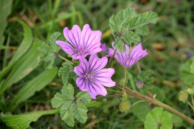 Mauve sauvage, Mauve sylvestre, Grande mauve Malva sylvestris L., 1753