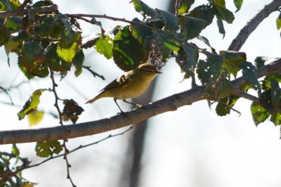 Pouillot véloce Phylloscopus collybita (Vieillot, 1887)