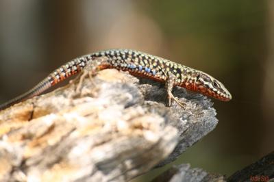 Lézard des murailles Podarcis muralis (Laurenti, 1768)