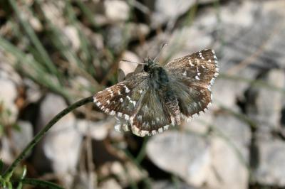 Hespérie de la Malope (L'), Vergeté (Le) Pyrgus onopordi (Rambur, 1839)