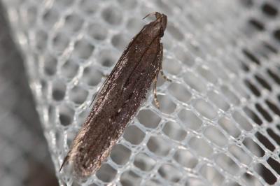  Neofaculta ericetella (Geyer, 1832)