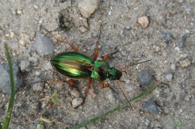 Carabe doré (Le), Jardinière Carabus auratus Linnaeus, 1760