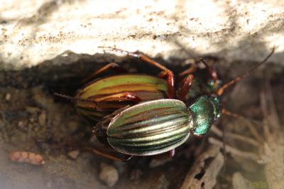 Carabe doré (Le), Jardinière Carabus auratus Linnaeus, 1760