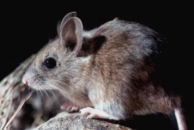 Mulot sylvestre Apodemus sylvaticus (Linnaeus, 1758)