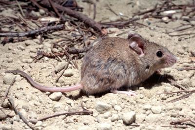 Souris d'Afrique du Nord Mus spretus Lataste, 1883