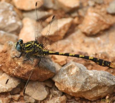 Gomphe à crochets (Le) Onychogomphus uncatus (Charpentier, 1840)