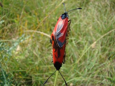 Zygène des garrigues (La), Zygène rubiconde (La),  Zygaena erythrus (Hübner, 1806)