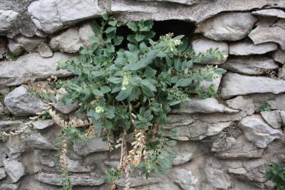 Jusquiame blanche Hyoscyamus albus L., 1753