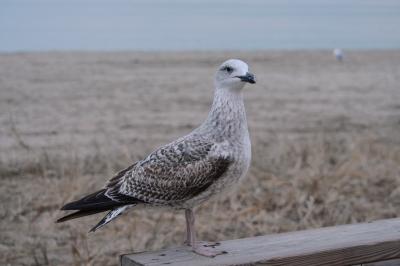 Goéland leucophée Larus michahellis Naumann, 1840