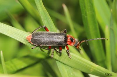 Téléphore moine, Cantharide rustique Cantharis rustica Fallén, 1807