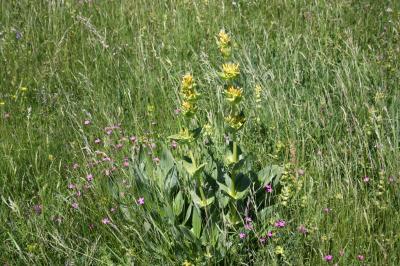 Gentiane jaune Gentiana lutea L., 1753