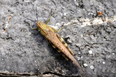 Criquet égyptien Anacridium aegyptium (Linnaeus, 1764)