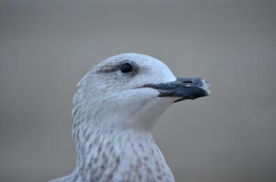 Goéland leucophée Larus michahellis Naumann, 1840
