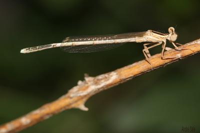 Agrion blanchâtre Platycnemis latipes Rambur, 1842