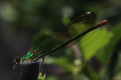  Calopteryx Leach, 1815
