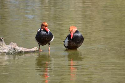 Nette rousse Netta rufina (Pallas, 1773)