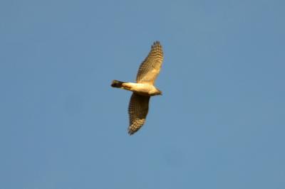 Épervier d'Europe Accipiter nisus (Linnaeus, 1758)