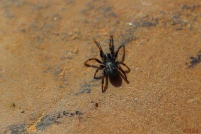 Arachnides Arachnida Cuvier, 1812