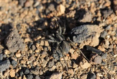 Arachnides Arachnida Cuvier, 1812