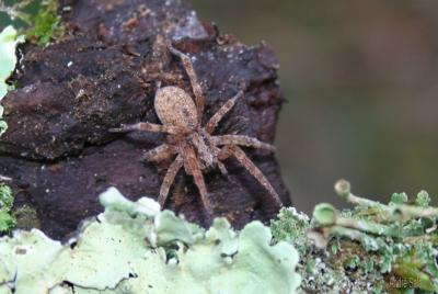 Arachnides Arachnida Cuvier, 1812