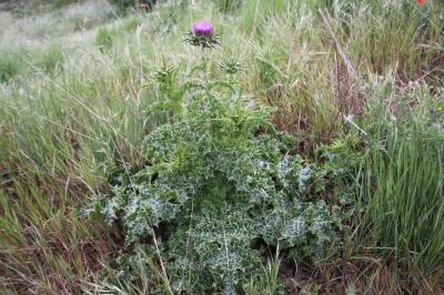 Chardon marie, Chardon marbré Silybum marianum (L.) Gaertn., 1791
