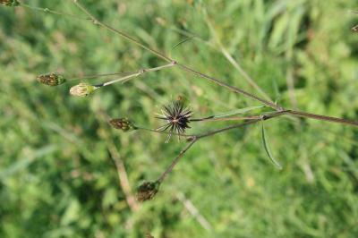 Bident à folioles subalternes Bidens subalternans DC., 1836