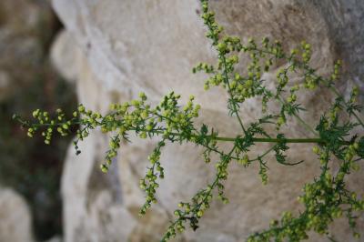 Armoise annuelle Artemisia annua L., 1753