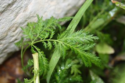 Armoise annuelle Artemisia annua L., 1753