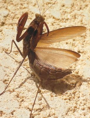 Mante religieuse Mantis religiosa (Linnaeus, 1758)