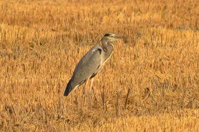 Héron cendré Ardea cinerea Linnaeus, 1758