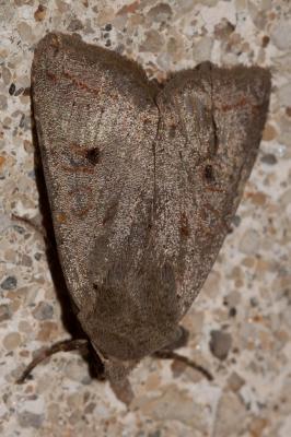 Xanthie lavée (La) Agrochola lota (Clerck, 1759)