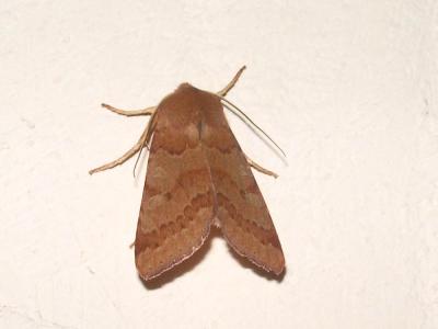 Xanthie rufine (La) Agrochola helvola (Linnaeus, 1758)