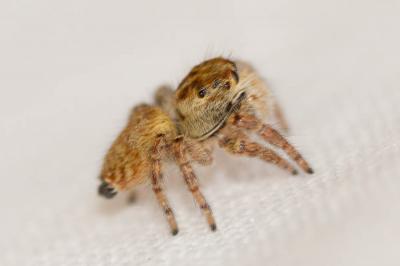  Carrhotus xanthogramma (Latreille, 1819)