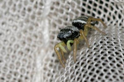  Heliophanus C. L. Koch, 1833