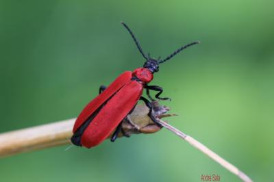 Cardinal, Pyrochore écarlate Pyrochroa coccinea (Linnaeus, 1760)