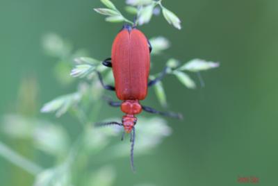 Cardinal à tête rouge Pyrochroa serraticornis (Scopoli, 1763)