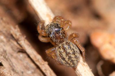  Euophrys frontalis (Walckenaer, 1802)